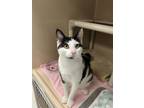 Adopt Tallulah a Domestic Short Hair