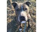 Adopt Sheba a American Staffordshire Terrier, Pit Bull Terrier