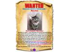 Adopt Munchkin a Tabby