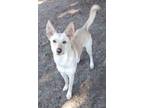 Adopt Morgan a Yellow Labrador Retriever, German Shepherd Dog