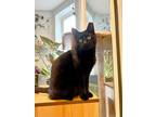 Adopt Lucia Ricardo (50% off adoptions) a Domestic Short Hair