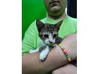 Adopt Shrimp a Domestic Short Hair, Tabby