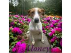 Adopt Honey a Hound