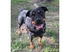 Adopt Lola a Rottweiler