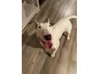 Adopt Chica a Bull Terrier, Mixed Breed