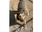 Adopt Betty Davis a Husky, Shepherd