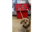 Adopt Snickerdoodle A Dachshund, Poodle