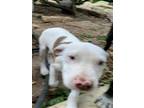 Adopt WILA a American Staffordshire Terrier