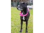 Adopt Lucy a Labrador Retriever