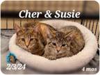 Adopt Susie and Cher a Tabby