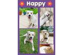 Adopt Happy a Boxer, Australian Cattle Dog / Blue Heeler