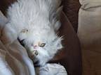 2 Male Persian Kittens