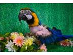 Adopt Guiana a Macaw