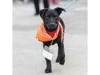 Adopt Forever (Shania Pup) - Adopted! a Labrador Retriever, Terrier