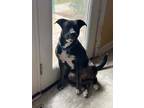 Adopt Brandy a Boxer, Pit Bull Terrier