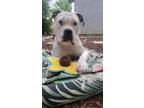 Adopt Sheena a Pit Bull Terrier