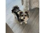 Adopt Tina a Havanese, Lhasa Apso