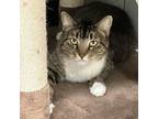 Adopt Truffles a Domestic Short Hair