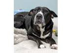 Adopt Maple 1381-23 a Labrador Retriever, Mixed Breed