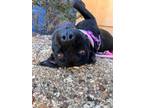 Adopt Charlotte a Pit Bull Terrier, Labrador Retriever
