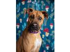 Adopt Molly a Labrador Retriever, Shepherd