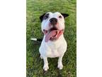 Adopt PECAN a Staffordshire Bull Terrier