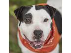 Adopt PECAN a Staffordshire Bull Terrier
