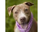 Adopt KAMINO a Pit Bull Terrier, Mixed Breed