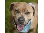 Adopt NABOO a Pit Bull Terrier, Mixed Breed