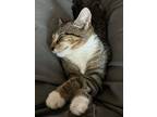 Adopt Grace (young kitten-purr machine!) a Domestic Short Hair