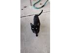 Adopt Courtesy Post stray black cat a Domestic Short Hair