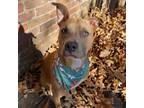 Adopt Willow a Pit Bull Terrier, Mixed Breed