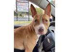 Adopt Tiny a Pit Bull Terrier, Mixed Breed