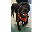 Adopt Princess a Labrador Retriever