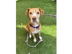 Adopt Sandy a Bull Terrier, Mixed Breed