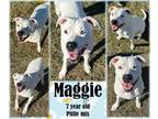 Adopt Maggie2 - LOWELL, IN a Dogo Argentino, Pit Bull Terrier
