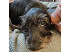 Adopt Lucy a Dachshund, Terrier