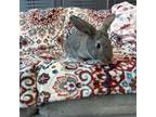 Adopt Joy a Bunny Rabbit