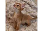 39 LYTI purebred Abyssinian kitten