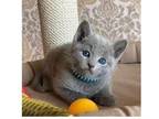 QX 2 Russian Blue Kittens
