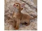 45 VIP purebred Abyssinian kitten