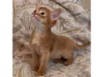 82 DEP purebred Abyssinian kitten