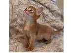 26 LLC purebred Abyssinian kitten