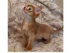 57 MIM purebred Abyssinian kitten