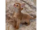 25 FILL purebred Abyssinian kitten