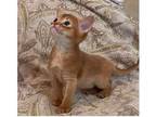 18 NSC purebred Abyssinian kitten