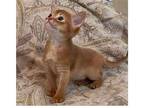 42 TTM purebred Abyssinian kitten