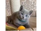 AM 2 Russian Blue Kittens