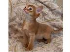 20 PRO purebred Abyssinian kitten