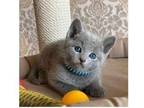 YE 2 Russian Blue Kittens